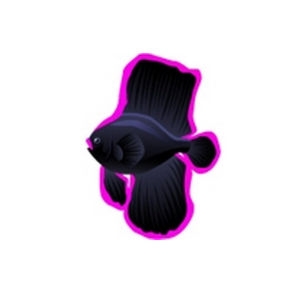 Pink Batfish